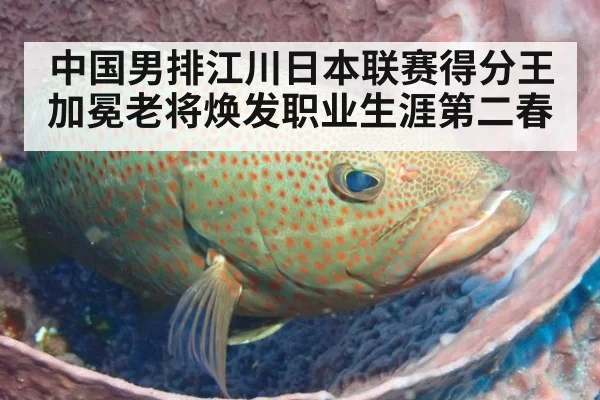 中国男排江川日本联赛得分王加冕老将焕发职业生涯第二春